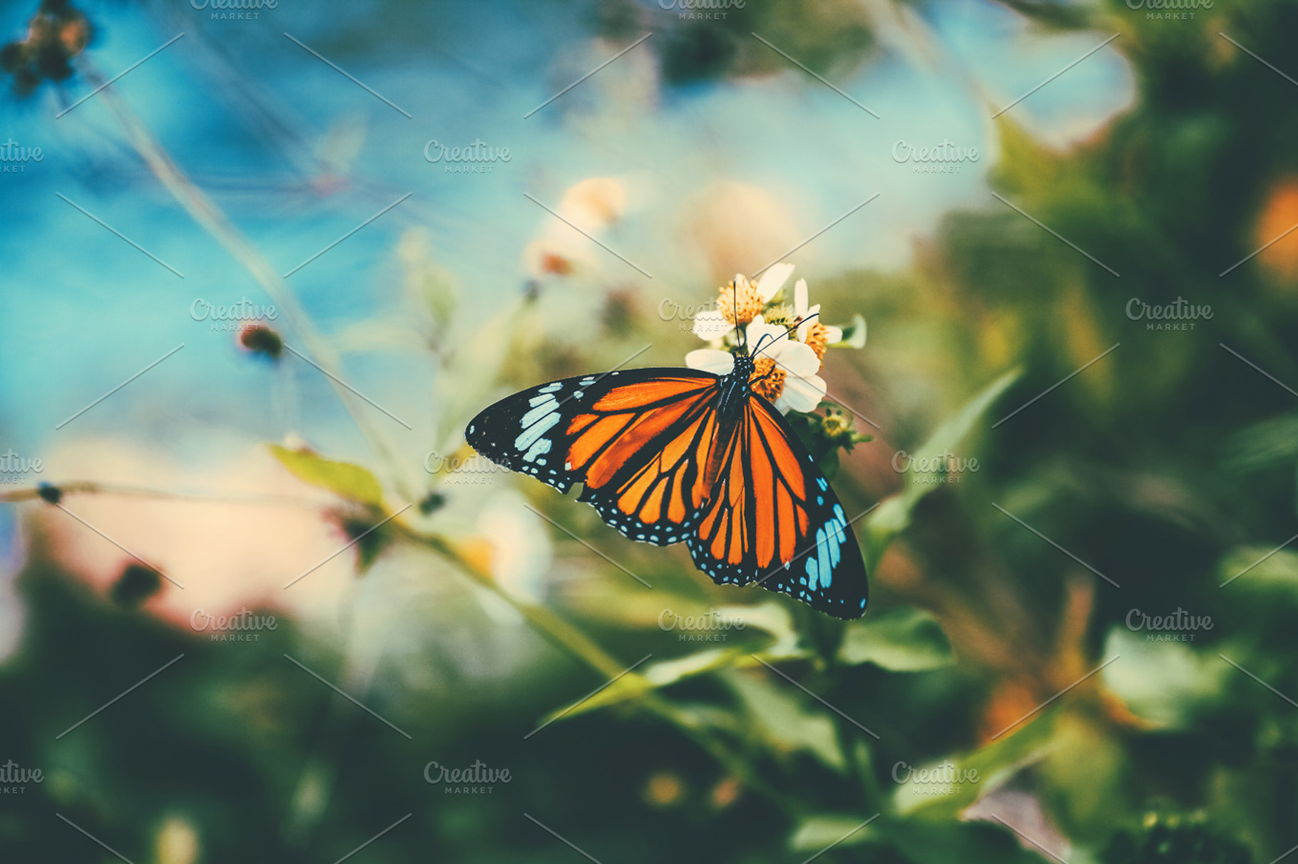 Beautiful butterfly on the sunflower, an Animal Photo by SnailArt