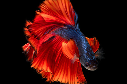 Betta fish or Siamese fighting, an Animal Photo by Panomfolio