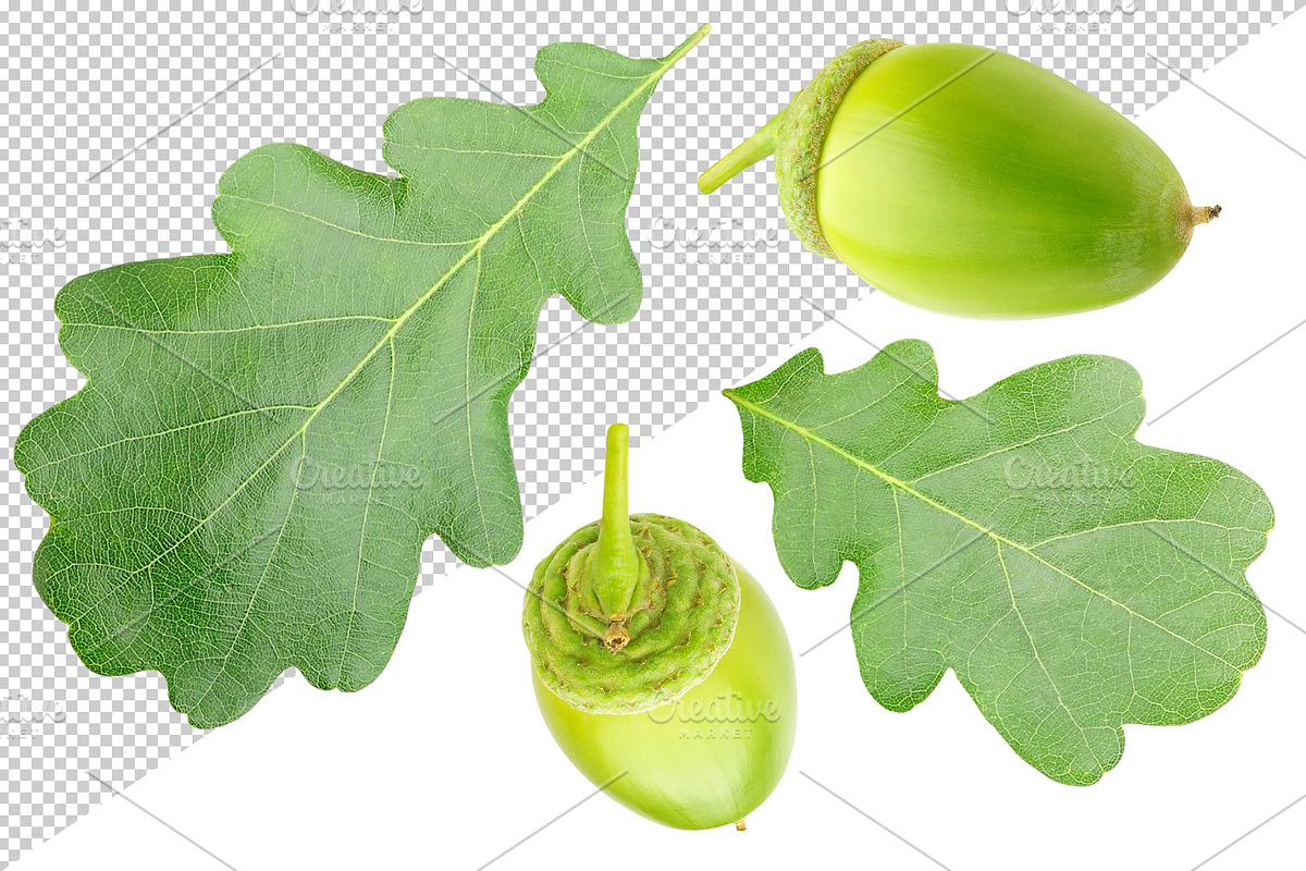 Oak tree leaves and acorns, an Object Graphic by Fruits+Veggies (Photo 7 of 11)