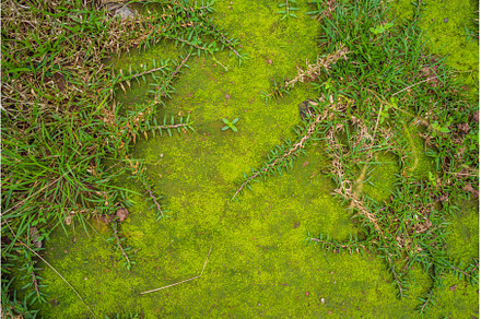 Moss in forest, moss on tree, macro, a Nature Photo by Elizaveta Galitskaya