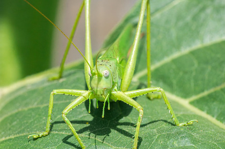 A green grasshopper on a large leaf, an Animal Photo by AlexBush