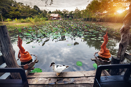 Duck and pond with lotus in Thailand, a Nature Photo by Pikoso Photography