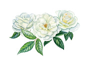 White roses, a Decorative Illustration by Watercolor life (Thumbnail 6 of 7)