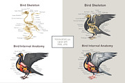 Animal Anatomy Study Pack, an Education Illustration by AnitaPol (Thumbnail 10 of 20)