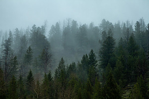 Foggy Trees