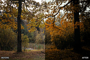 Misty Autumn Forest Presets, a Preset Add-On by AAA Presets (Thumbnail 13 of 13)