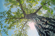 98 Trees view from below, a Nature Photo by Handmadefont (Thumbnail 45 of 98)