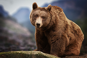 Brown Bear in a Mountainous Landscap, an Animal Photo by Perpis