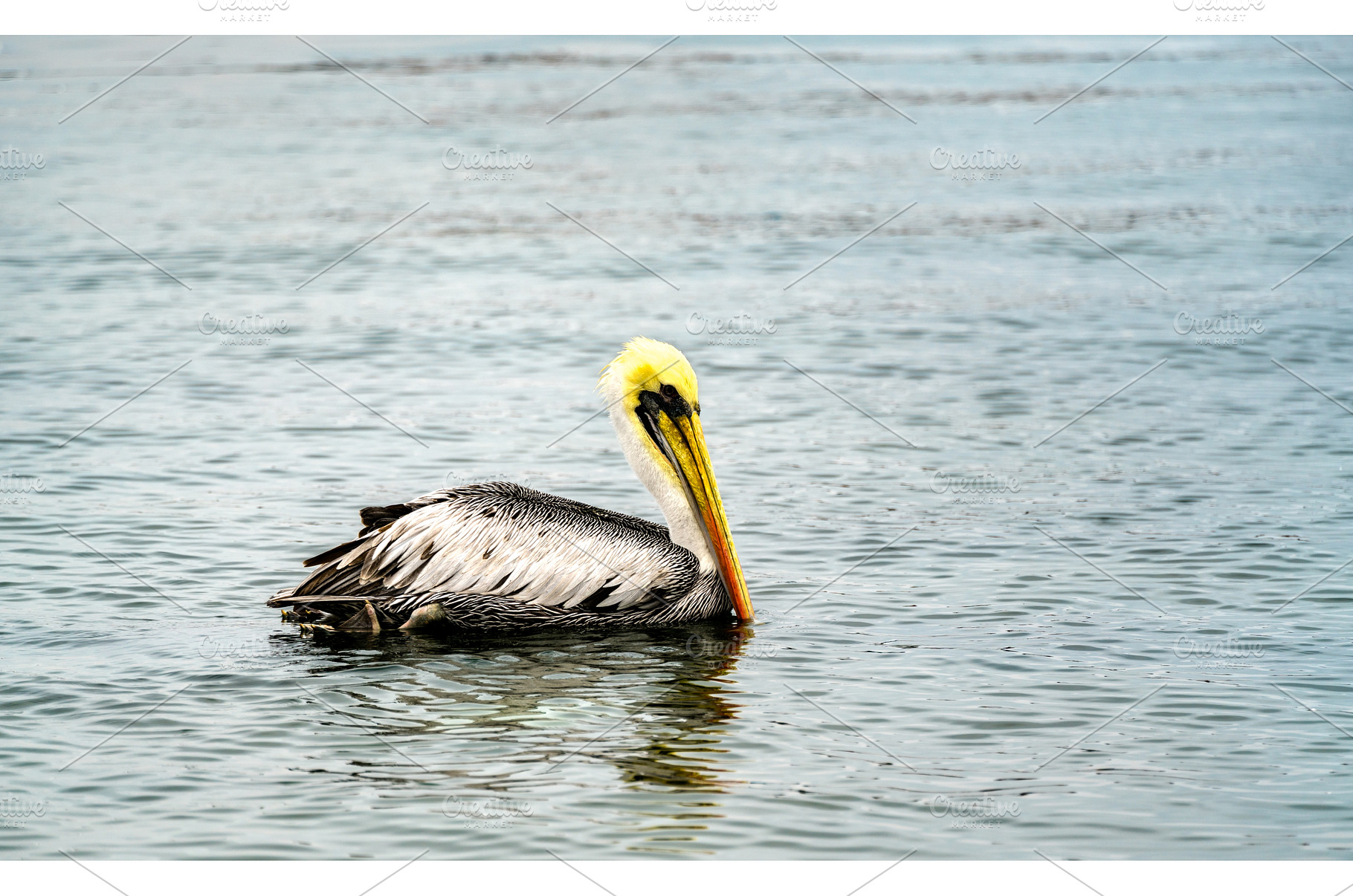 Pelican at Paracas in Peru, an Animal Photo by Leonid Andronov