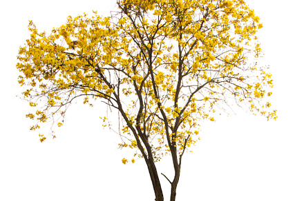 Golden Tree, Yellow Flowers Tree.