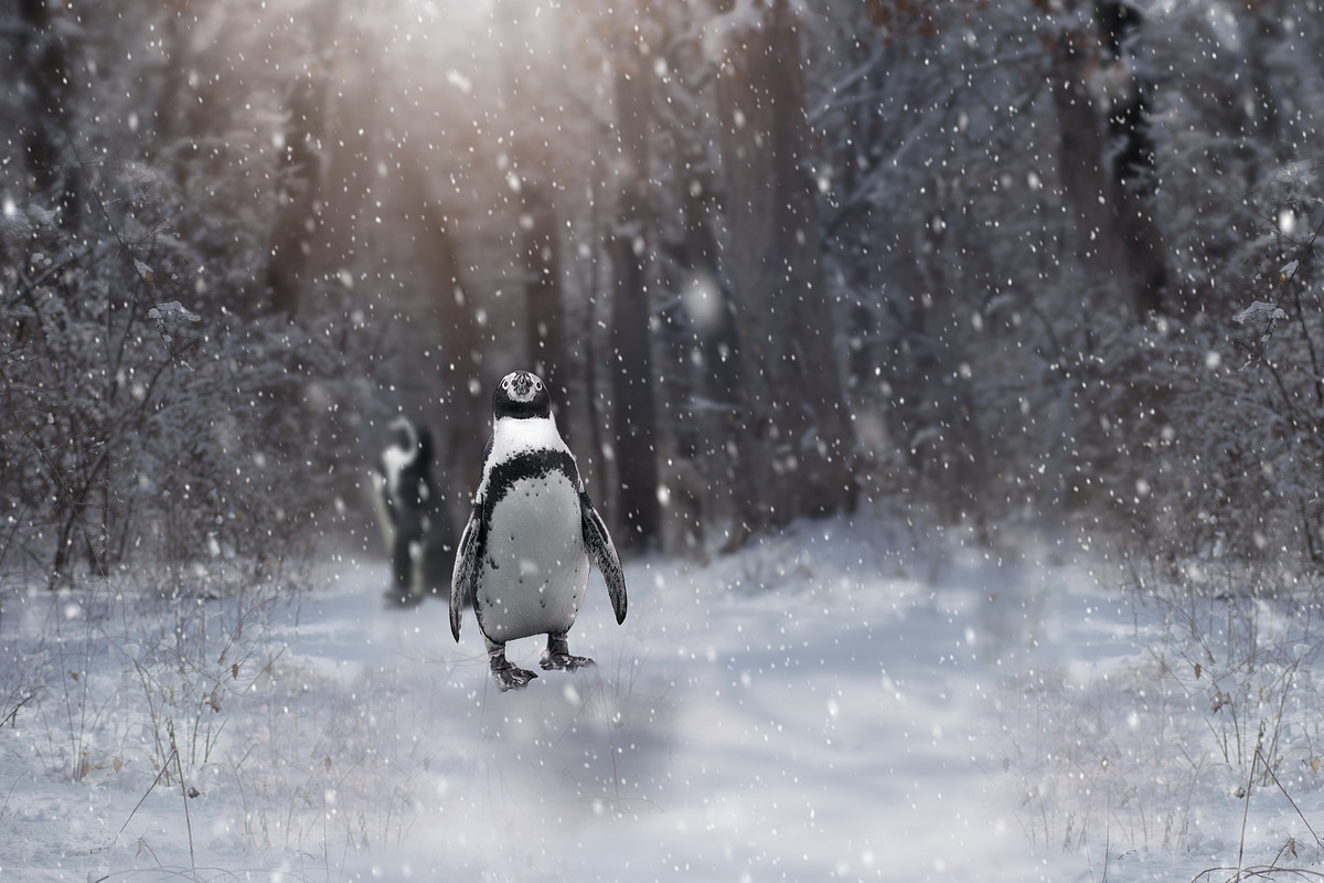 26 - PNG - Zoo Animal Overlays preview 4