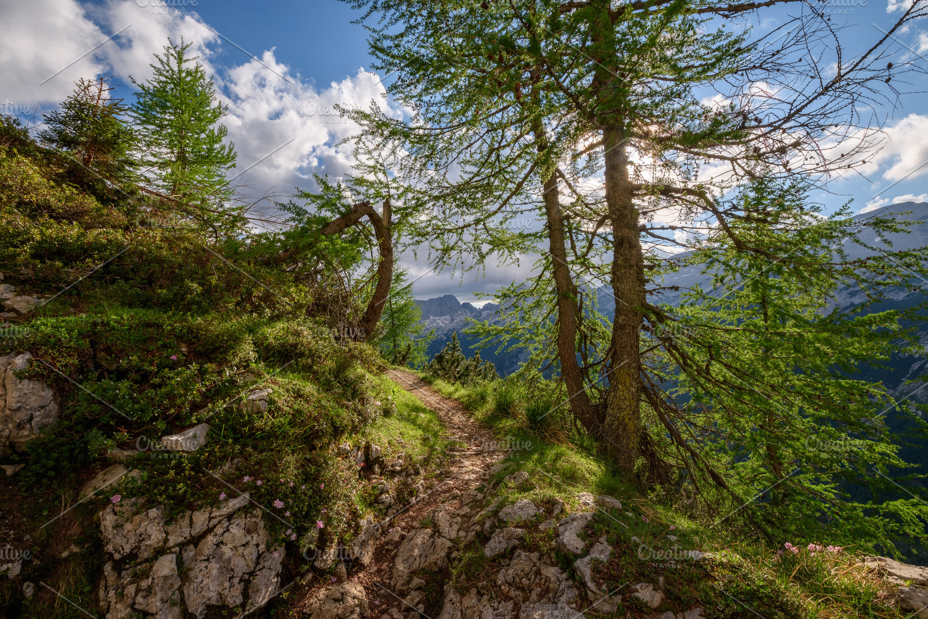 Flowers, path and trees in mountains, a Nature Photo by Dreamy Pixel