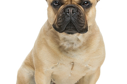 Beautiful french bulldog dog featuring french, adorable, and alert, an Animal Photo by Sweet Studio