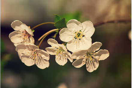 Cherry flowers frame, a Nature Photo by Nature and travel