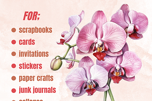 Watercolor Pink Orchid Flowers Set