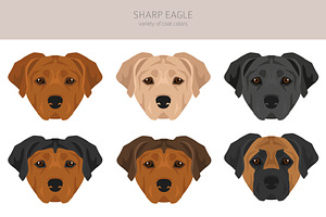 Sharp Eagle. Shar Pei - Beagle Mix