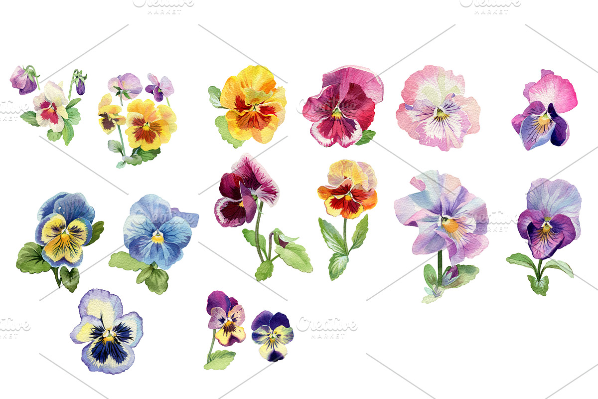 Watercolor collection of pansies, an Illustration by My art shop (Photo 2 of 2)