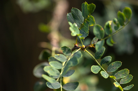Branch, a Background Photo by Sova