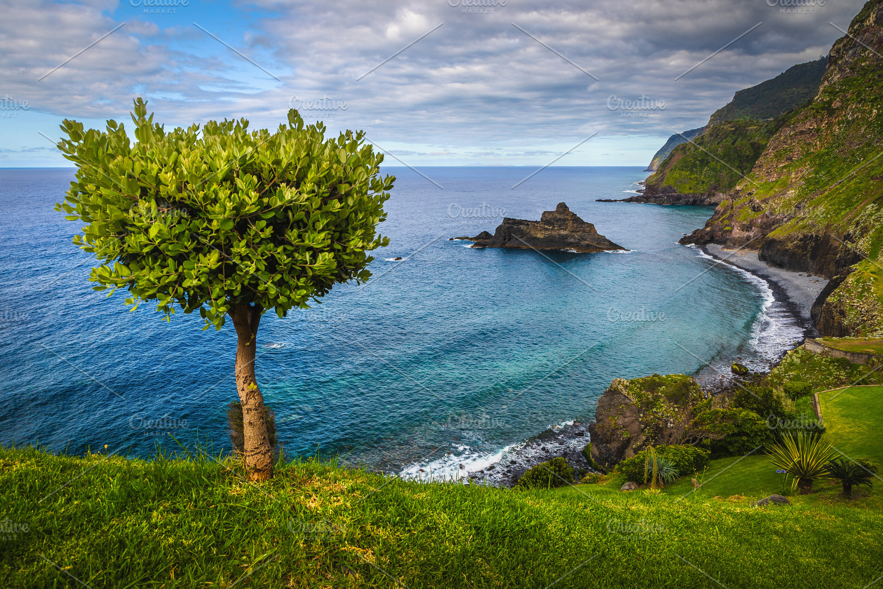 Lonely tree on the seaside slope, a Nature Photo by Alpine Dreams