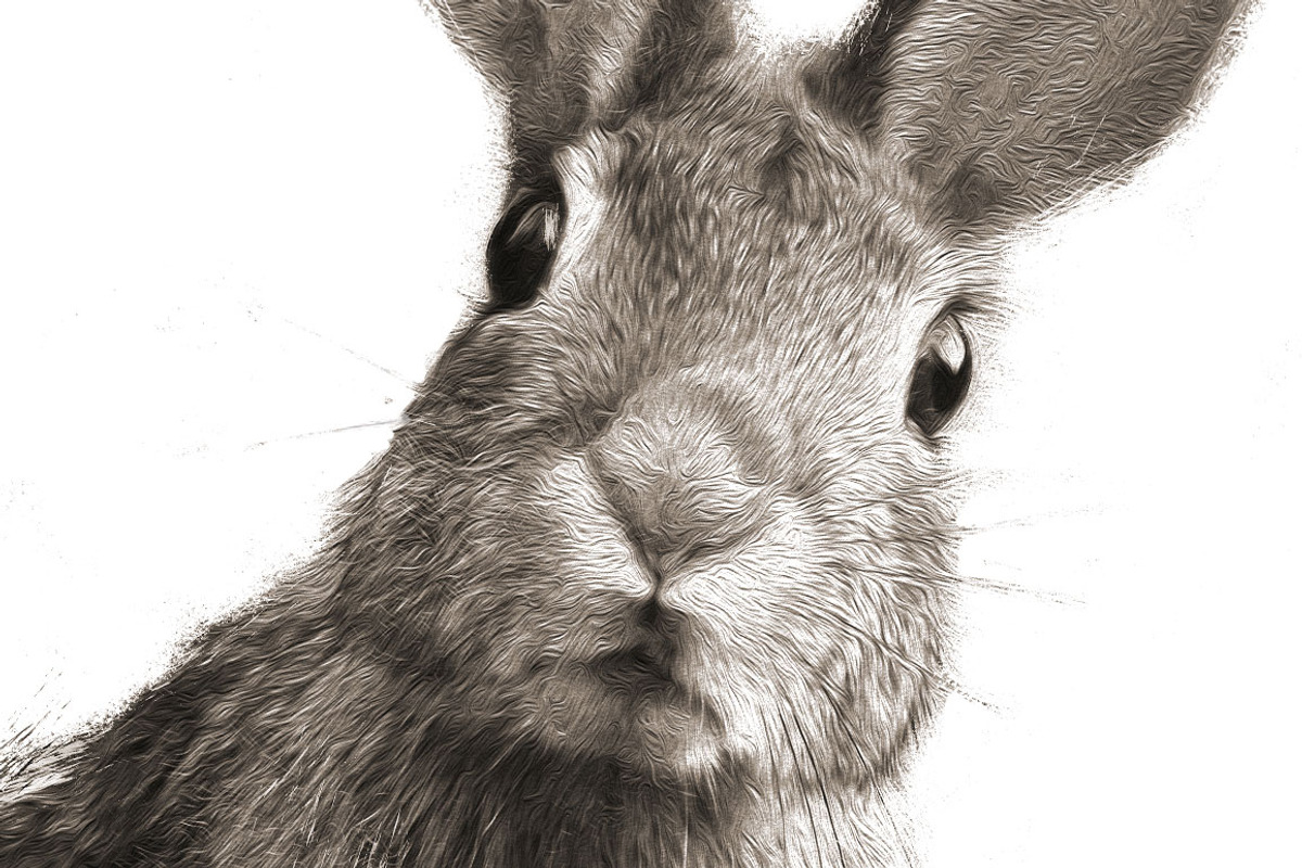Peter Rabbit II, an Animal Illustration by Digital Art Downloads (Photo 2 of 3)