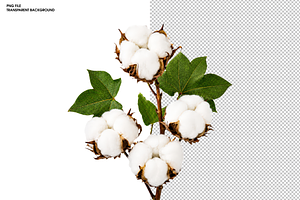 Cotton Branch with White Blossoms, a Nature Photo by Hamza067