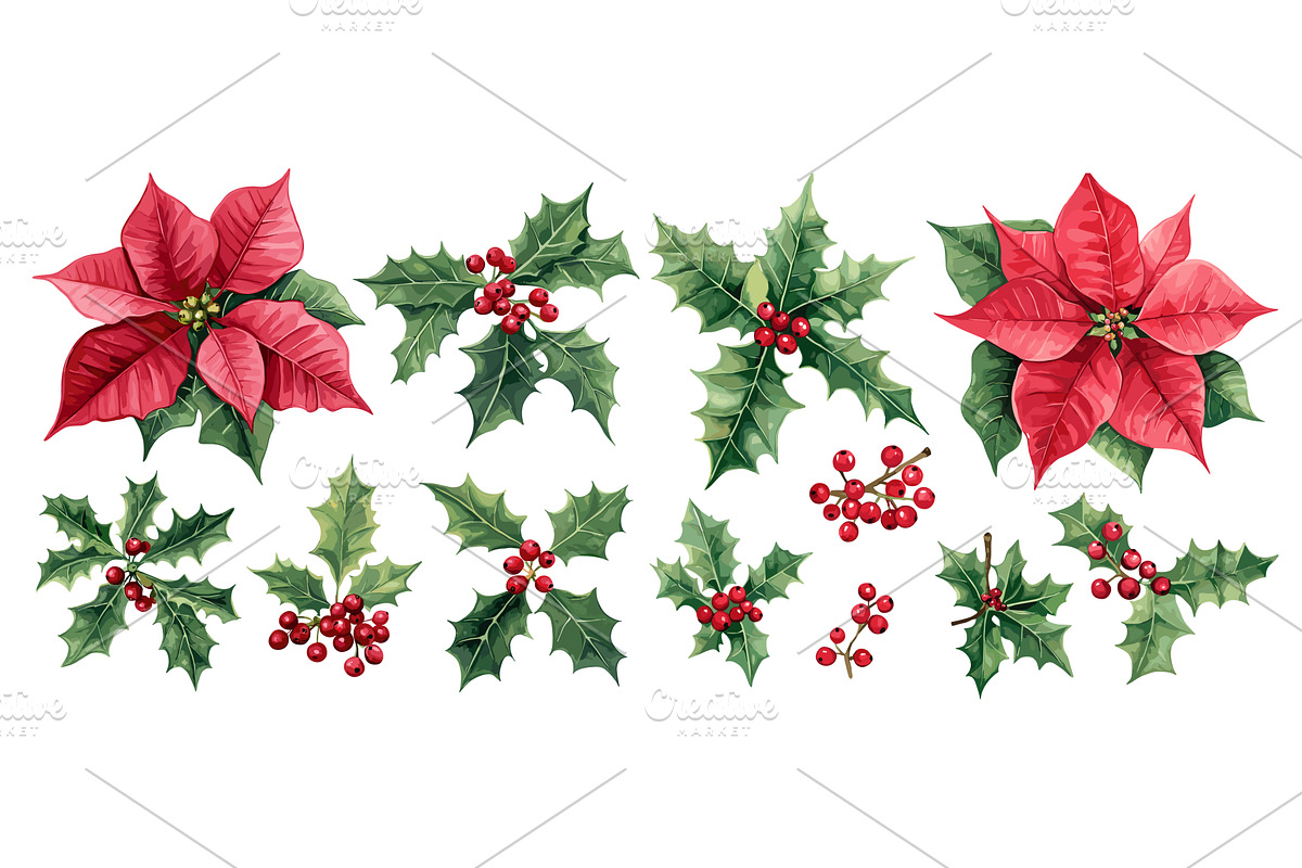 Poinsettia flowers and blossoms, an Object Illustration by Valerie Bodnar