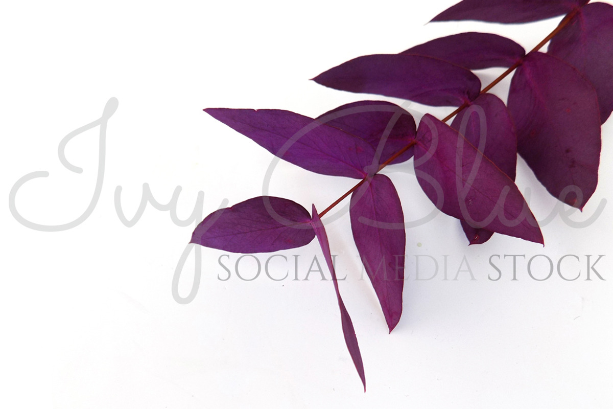 Scented Collection Purple Pennygum, a Product Mockup by Ivy Blue