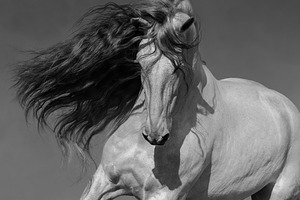 Black-and-white portrait of horse
