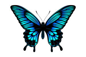 Butterfly Vector Illustration