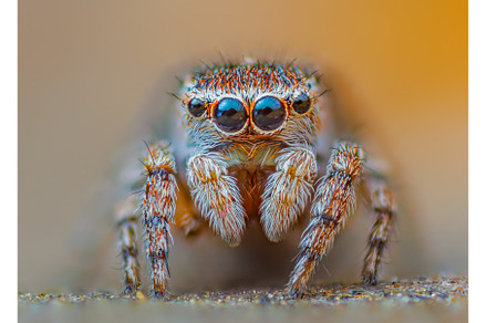 A Close-up picture of a Jumping