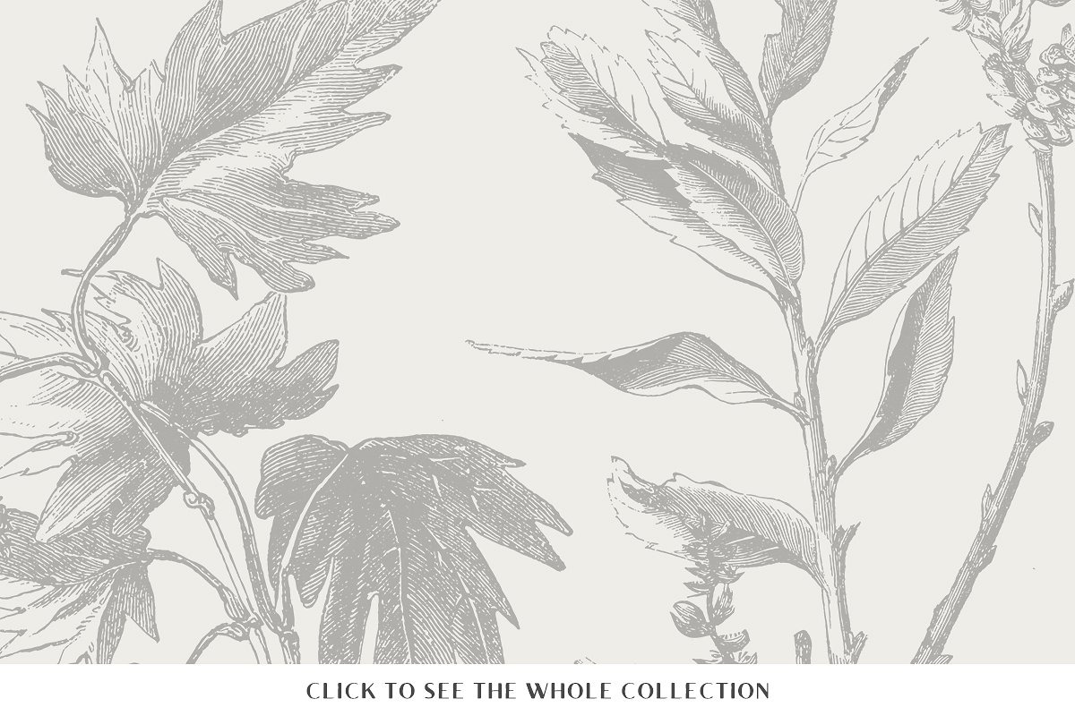 29 Branches, Twigs & Leaves (+Bonus), an Illustration by Century Library (Photo 2 of 8)