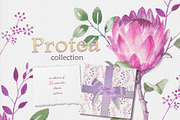 Protea collection, an Illustration by oKOLOstyle (Thumbnail 1 of 6)