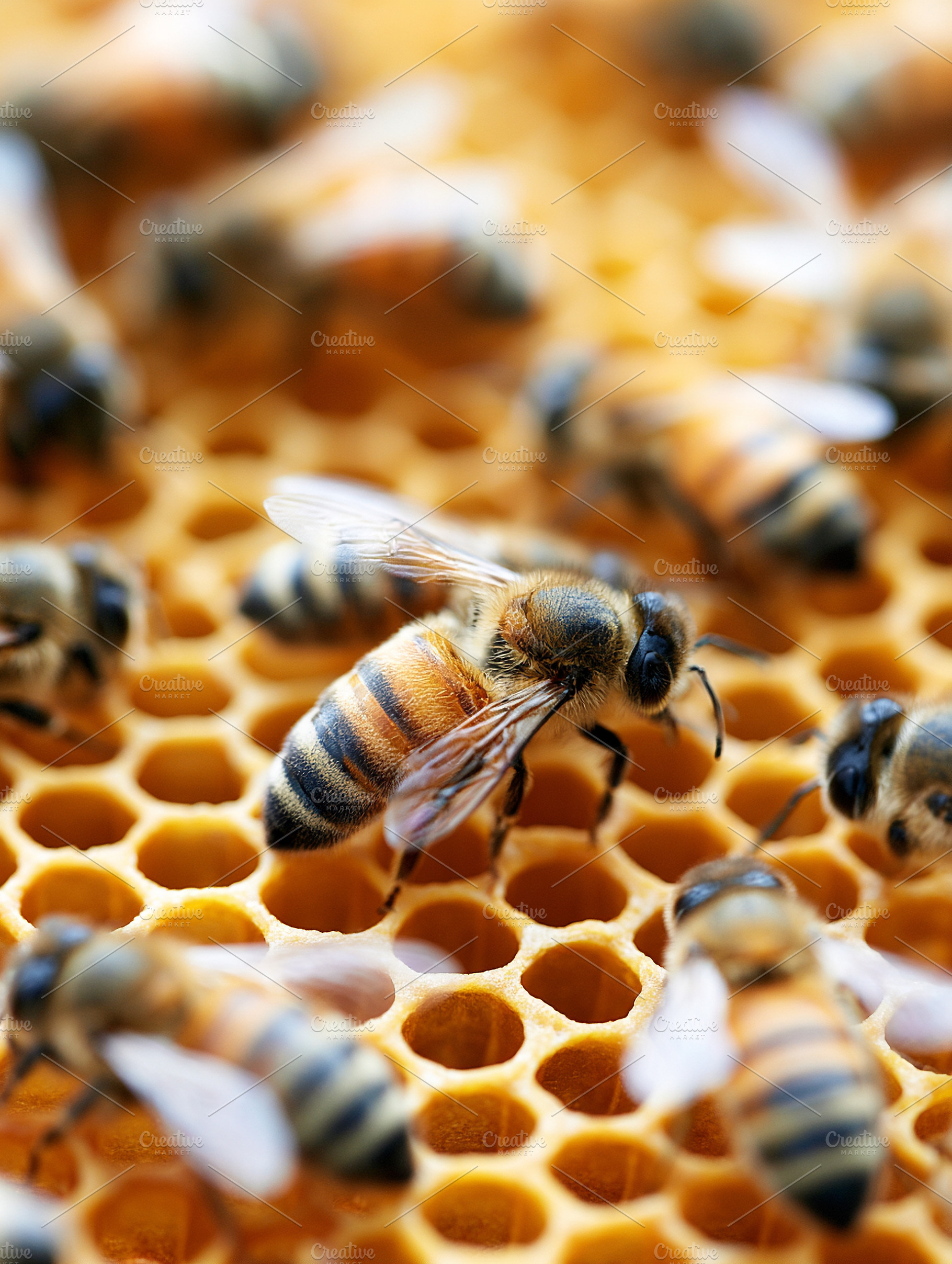 Honey bees working, an Animal Photo by MistyDay
