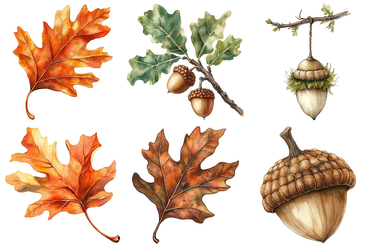 Watercolor Acorns & Oak Leaves PNG, an Illustration by Craft Nest (Photo 3 of 6)