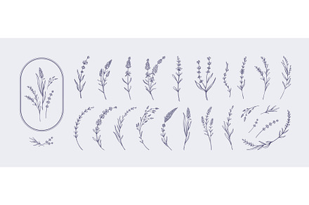 Hand drawn lavender. Elegant, an Object Illustration by winwin.art