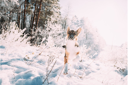 Puppy Of Mixed Breed Dog Playing In, an Animal Photo by Our Amazing World
