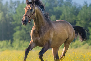 Andalusian horse in field