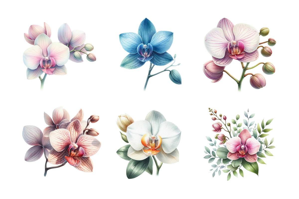 Watercolor Orchid Clipart, an Illustration by Daily.Designs (Photo 5 of 5)