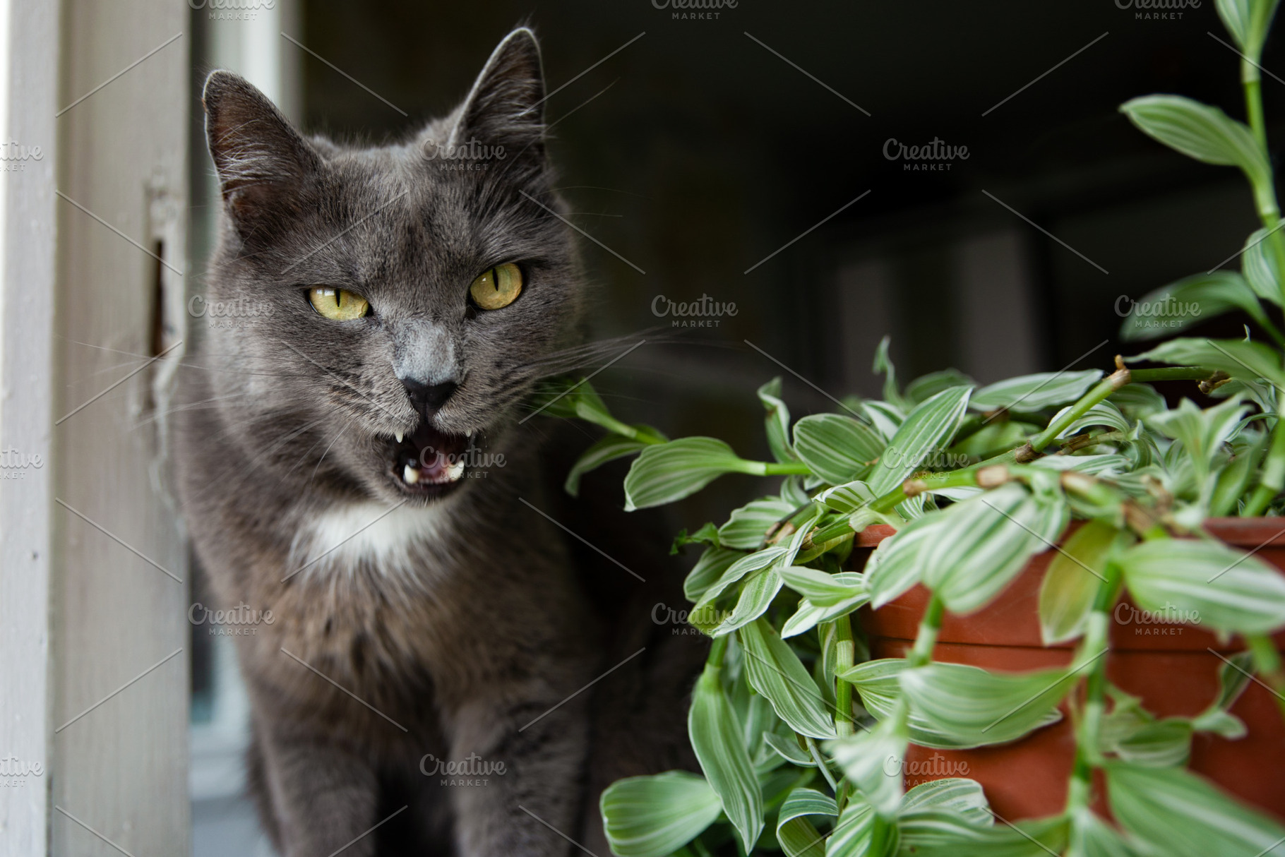 Curious gray cat with yellow eyes sitting beside a green potted plant by an ope, an Animal Photo by Ales Munt