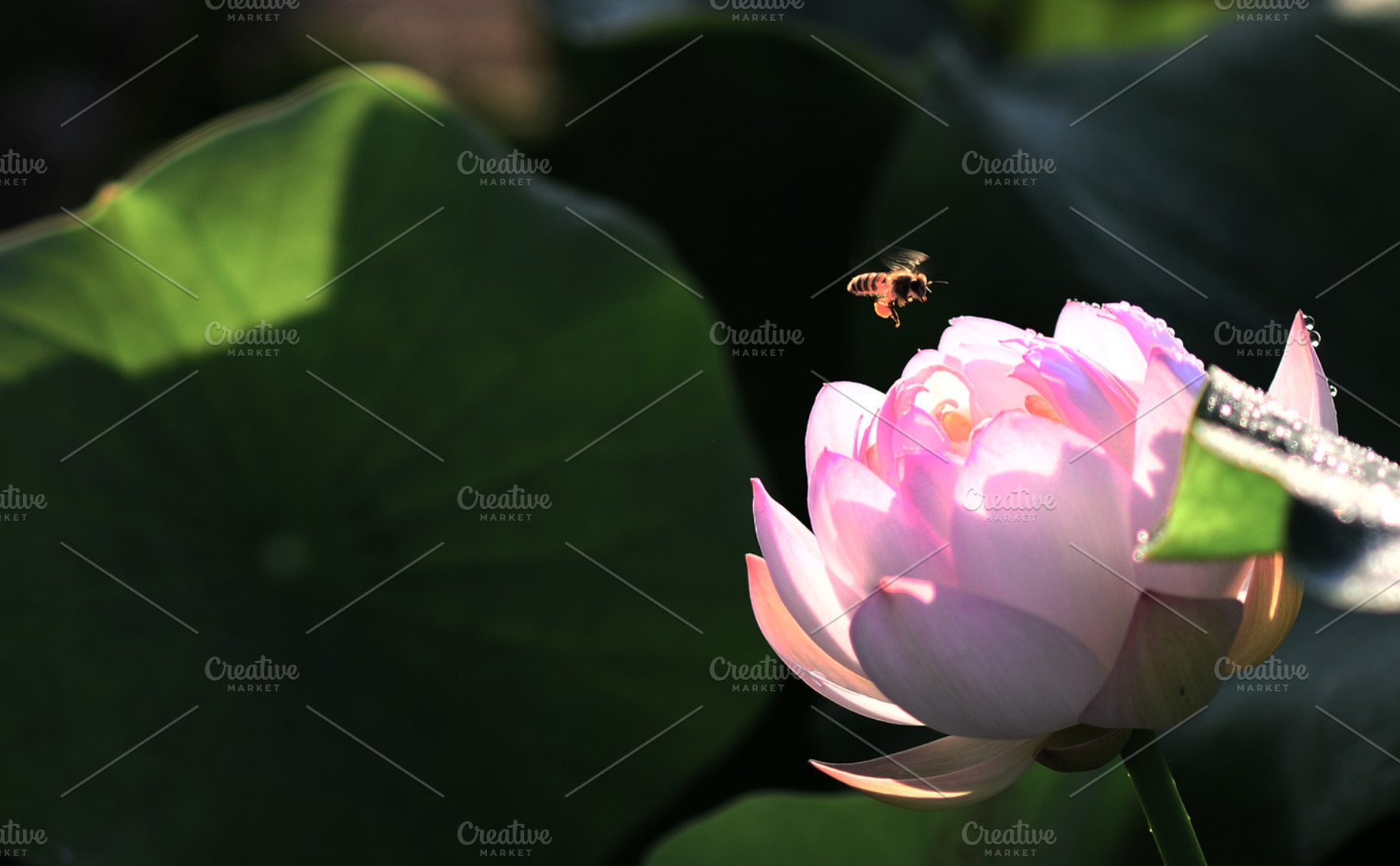 Honey Bee and Lotus Flower, an Animal Photo by Corner Croft Mockups