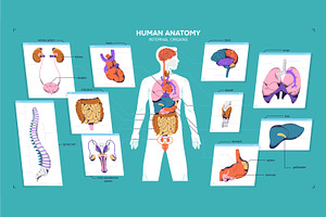Male body anatomy, internal organs, a Healthcare Illustration by PaperTrident