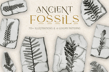 Fossil Illustrations & Patterns