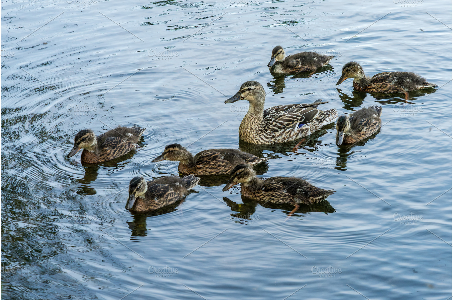 Mother duck and seven small chicks, an Animal Photo by Backyard Stock
