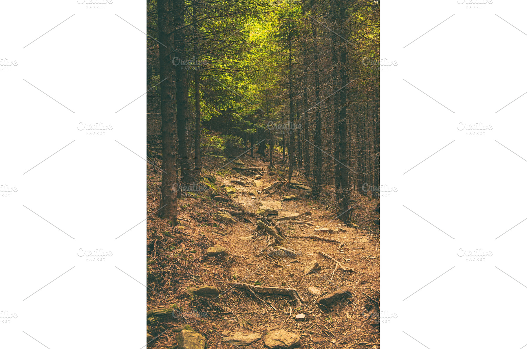 Dark moody forest, a Nature Photo by Nature and travel