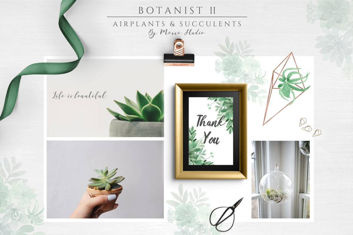 Botanist II - Airplants & Succulents, a Texture Illustration by Momo Studio (Photo 8 of 15)