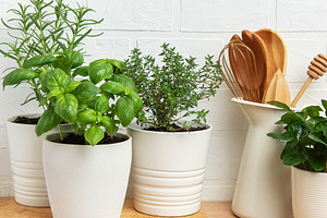 Fresh herbs growing in pots on kitchen countertop, a Food & Drink Photo by Olena Rudo