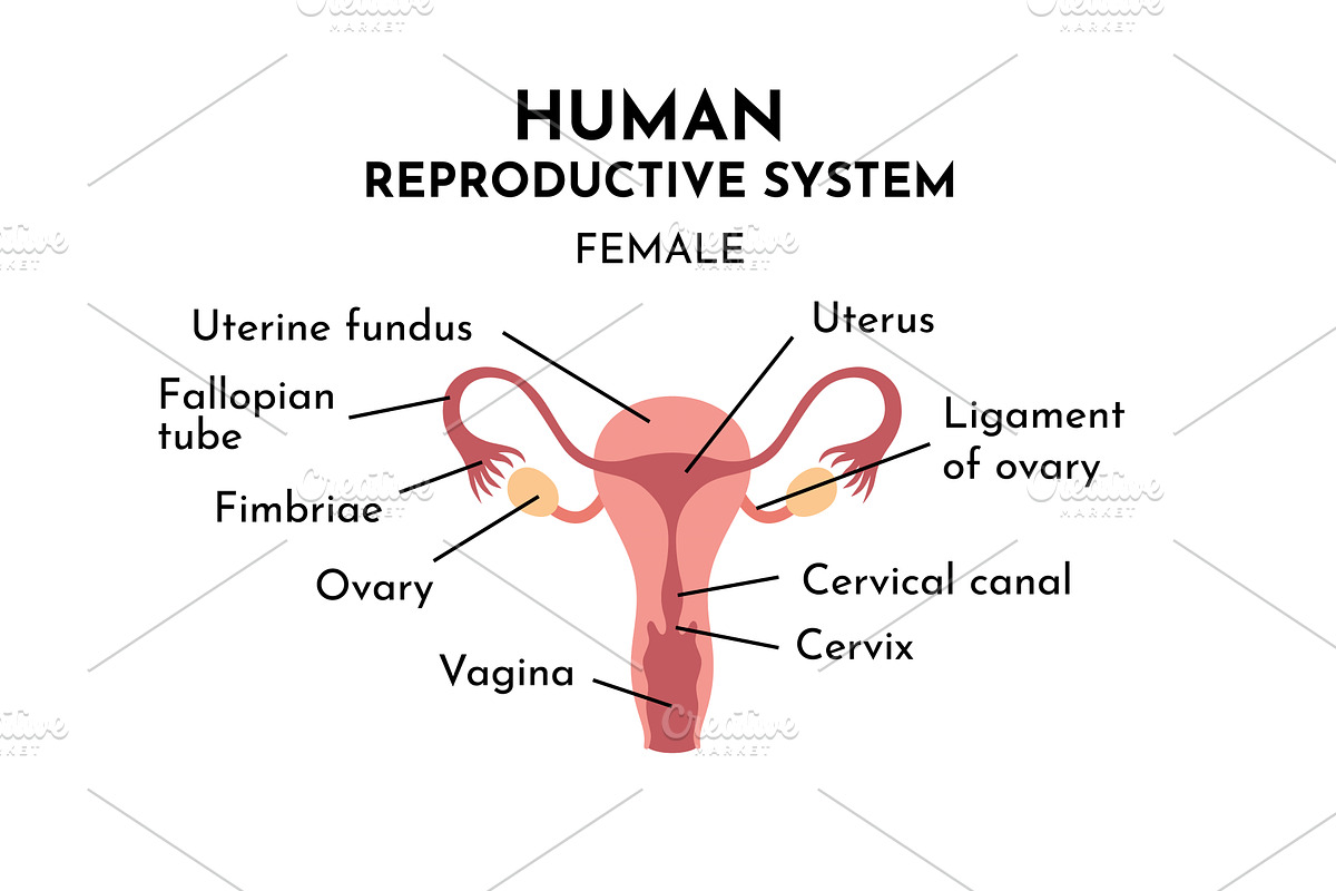 The female reproductive system, an Illustration by Things for designers