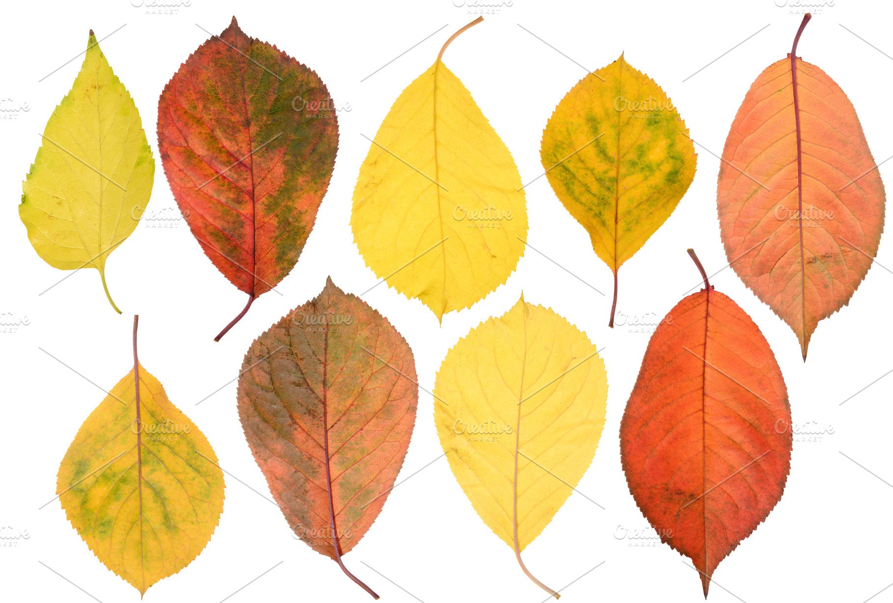Multicolored cherry tree leaves on isolated background, a Nature Photo by ndanko