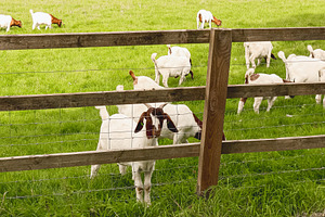 Goats in pasture behind wooden fence and wire mesh enjoying rural farm life, gr, a Photo by Studio ANNA