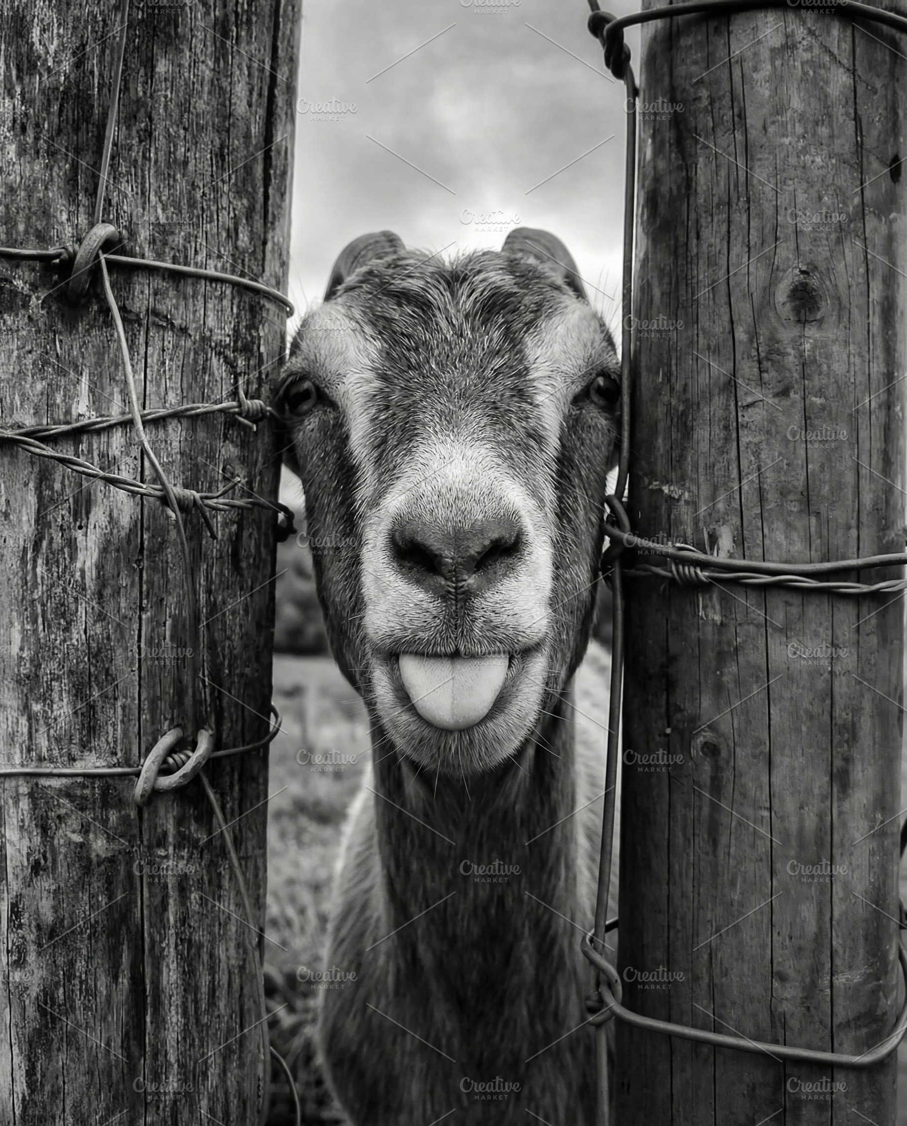 Playful Goat Sticking Tongue Out, an Animal Photo by Virgo Studio